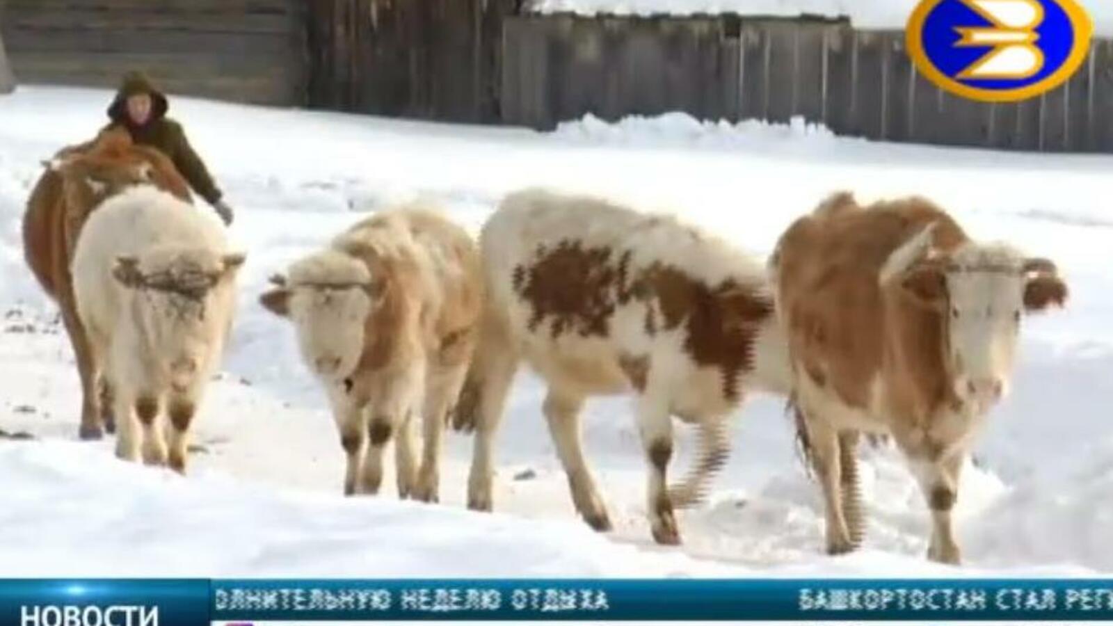 стоп-кадр видео БСТ