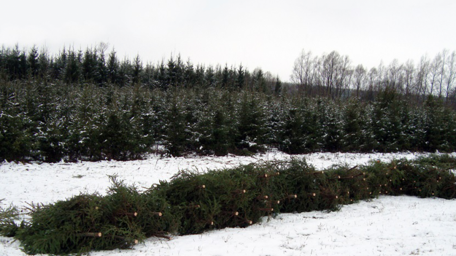 Минлесхоз РБ