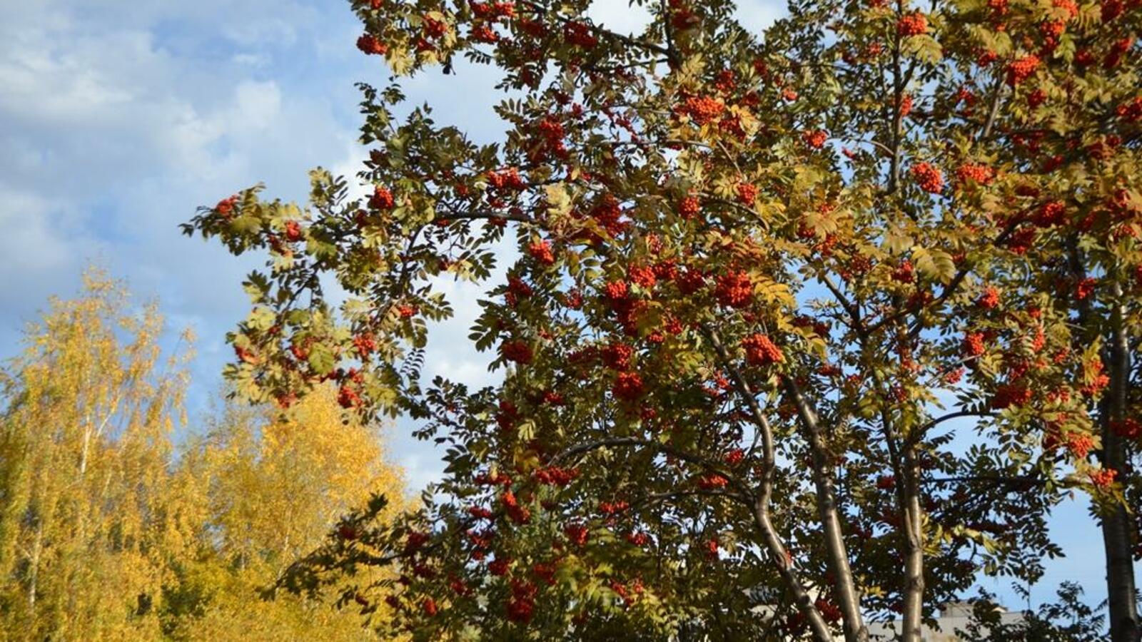 Ксения Калинина