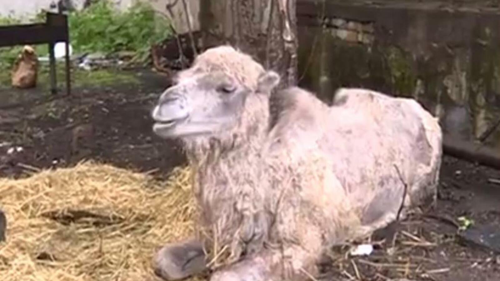 скриншот видео телеканала «Вся Уфа»