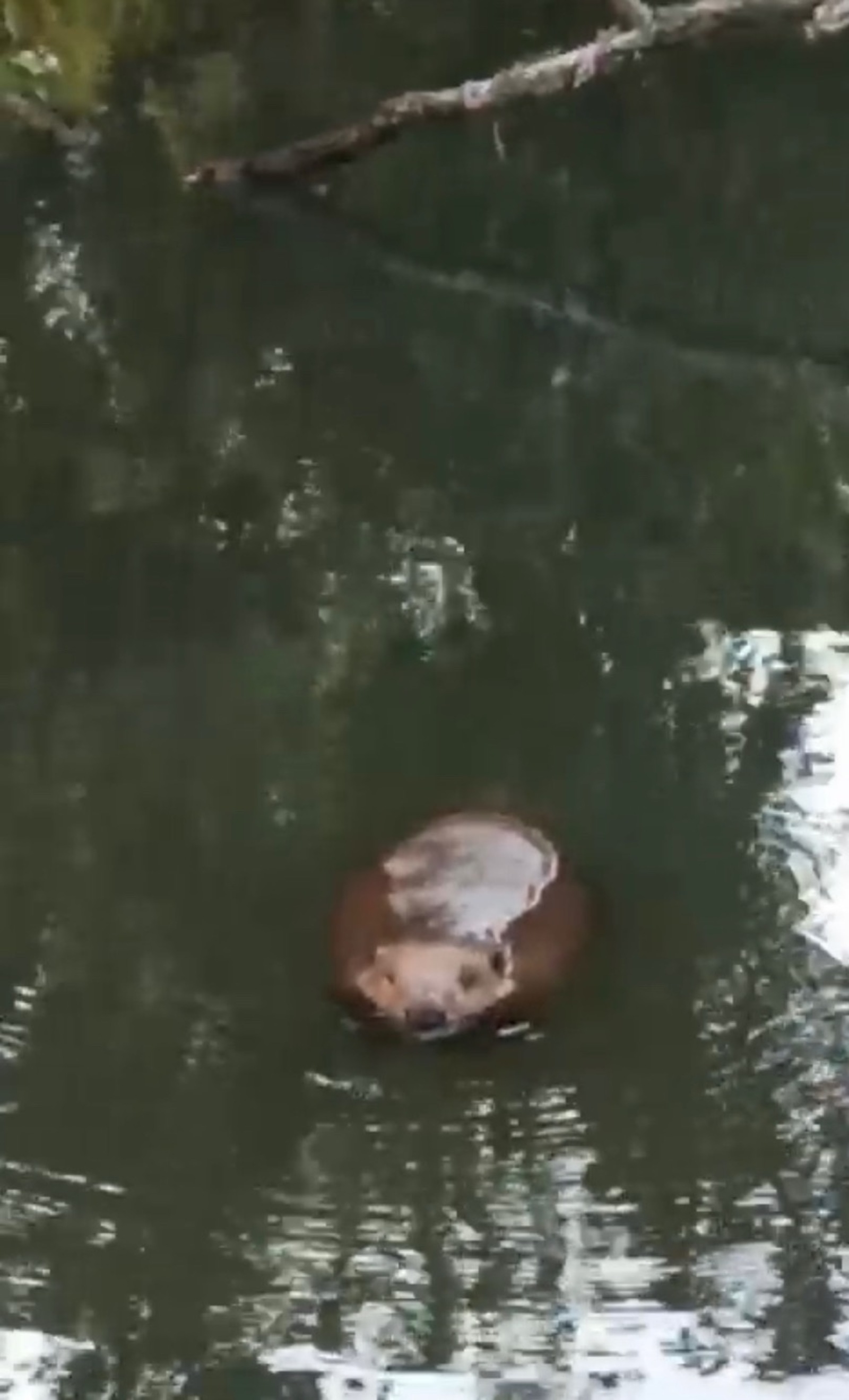скриншот видео