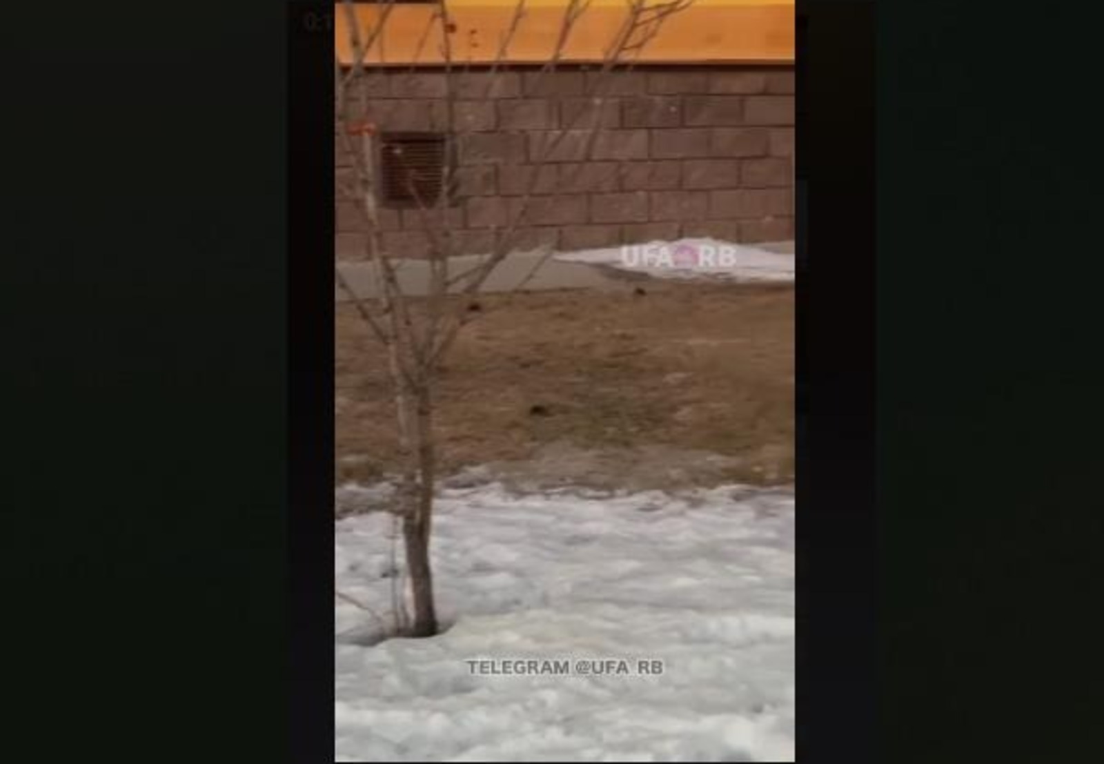 скриншот видео
