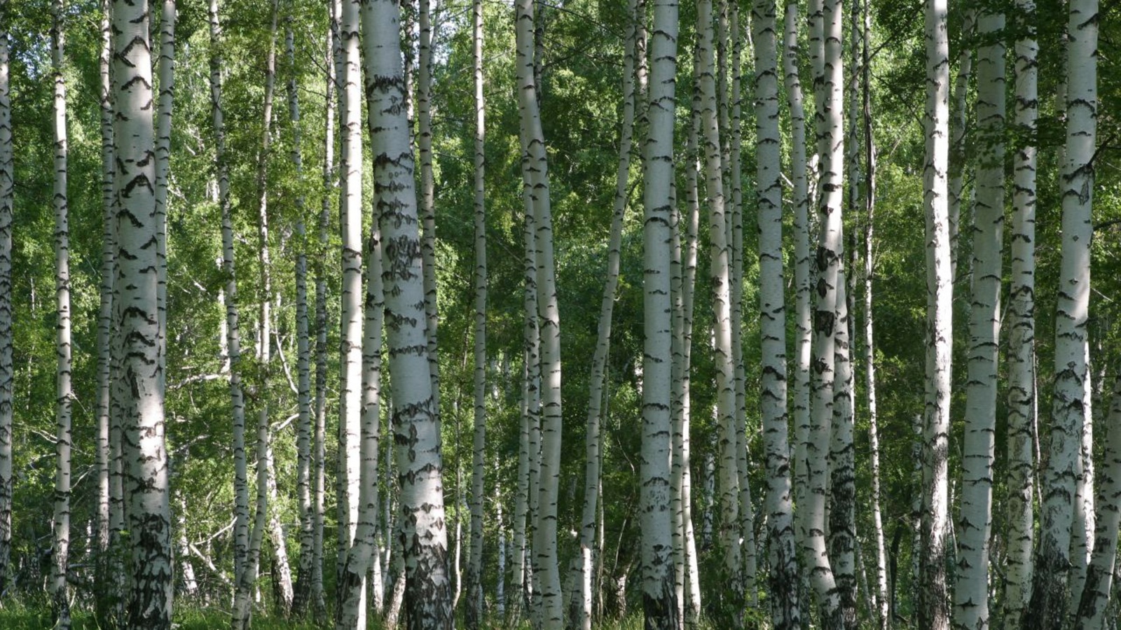 Андрей Старостин