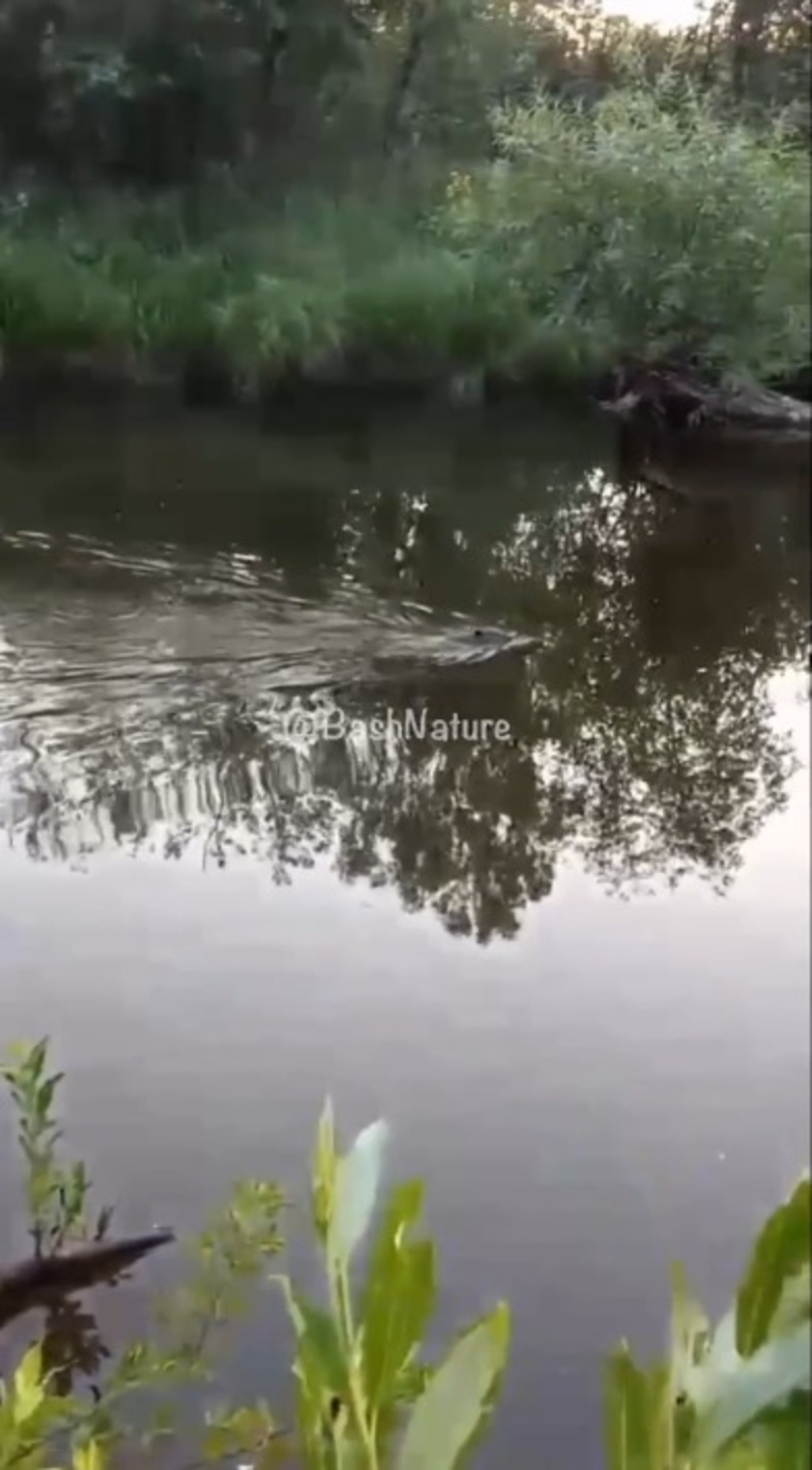 скриншот видео