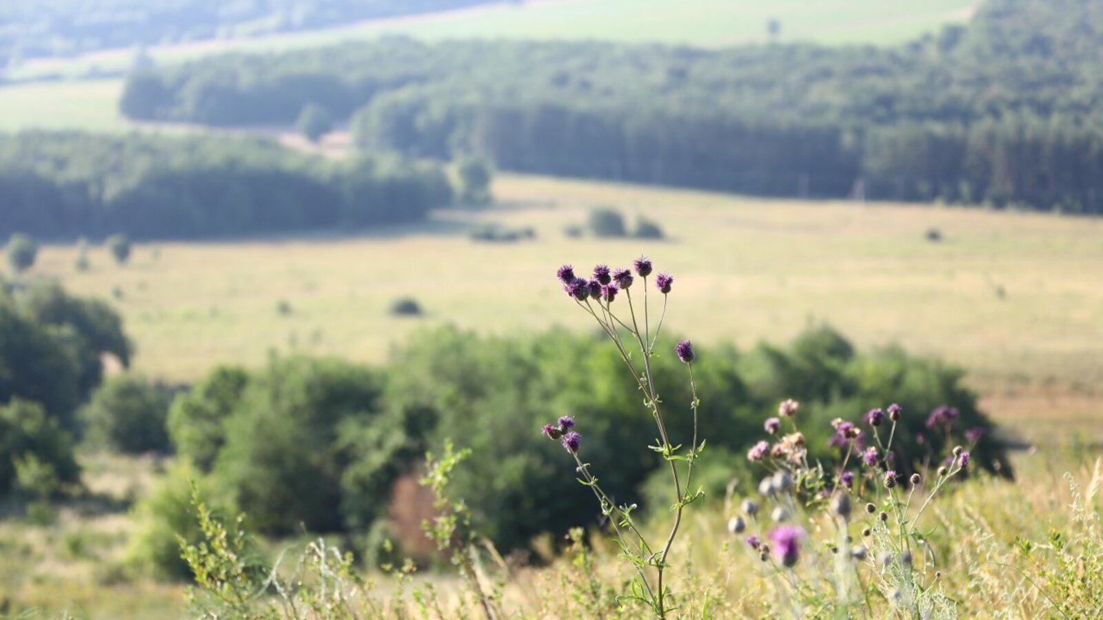 Валерий Шахов