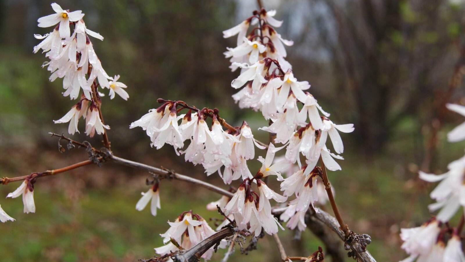 Надежда Рязанова