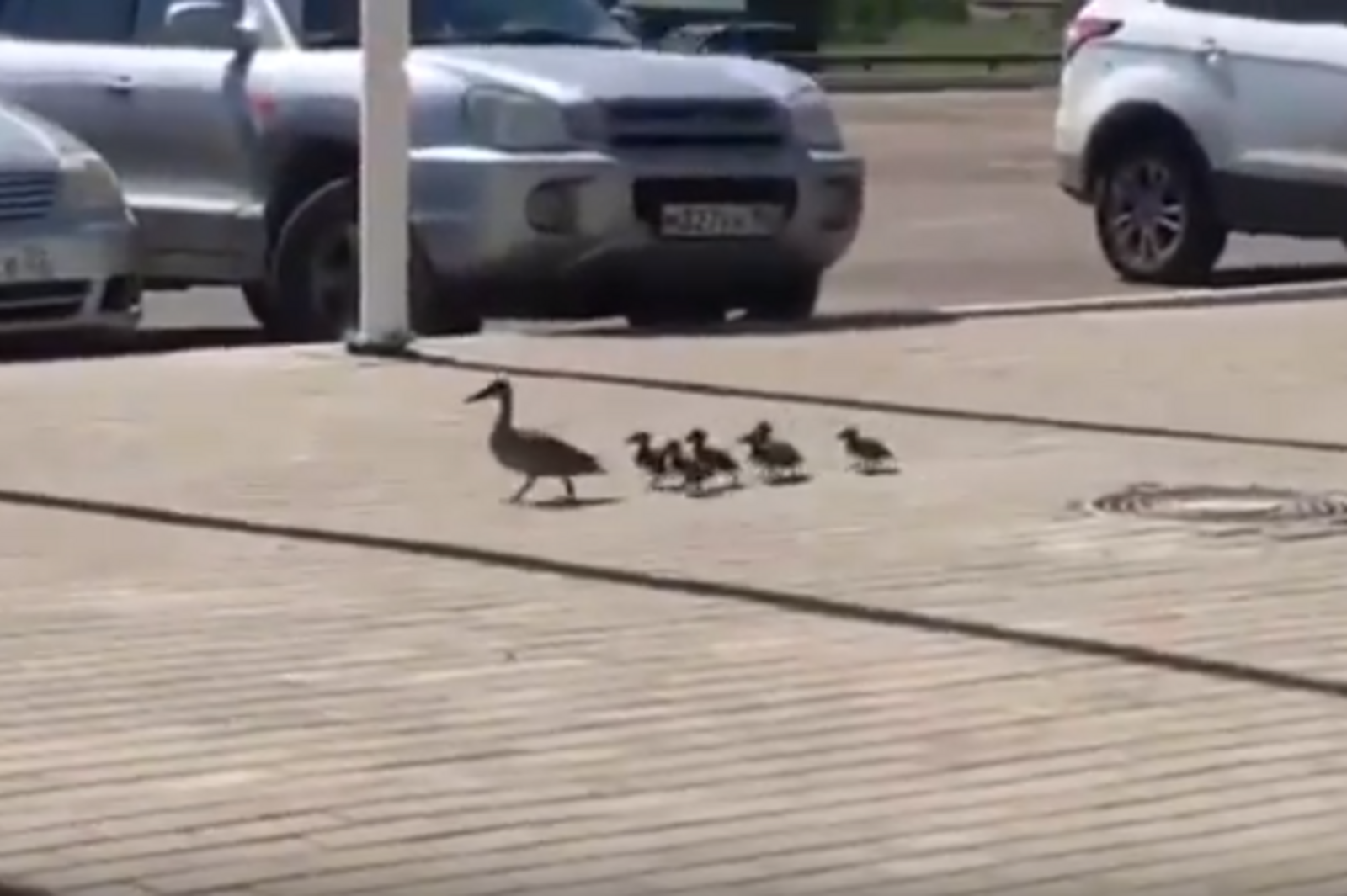Стоп-кадр видео