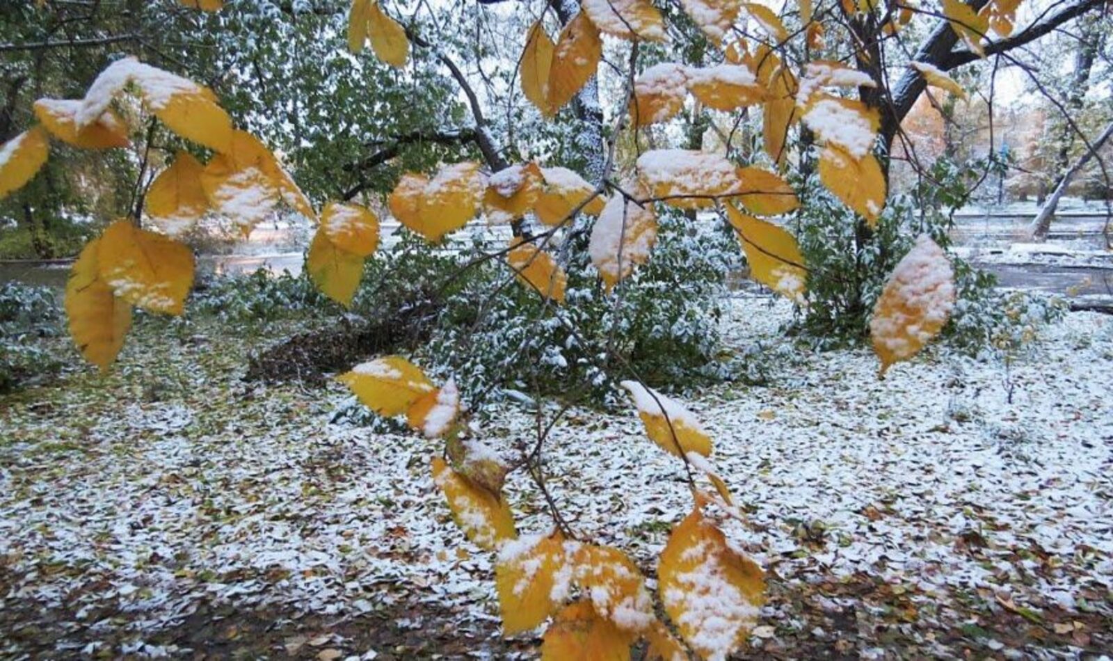 Синоптики: Первый снег в России выпадет в начале сентября