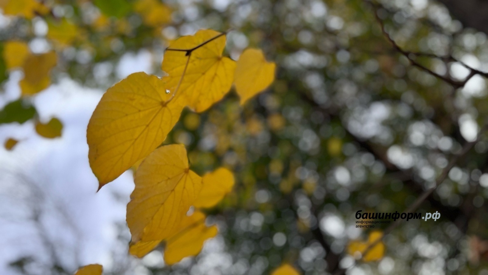 Ксения Калинина / «Башинформ» агентлығы архивы