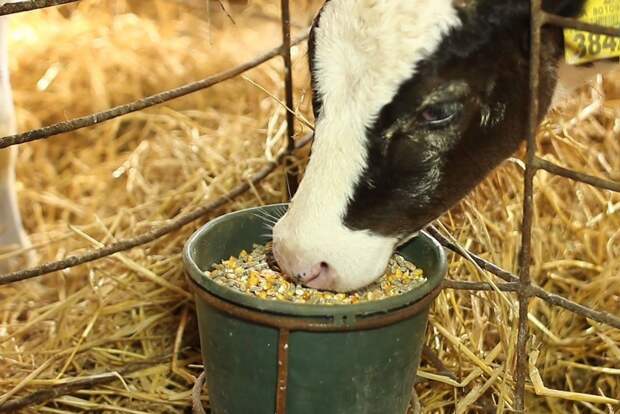 Правительство упростило регистрацию кормовых добавок для животных