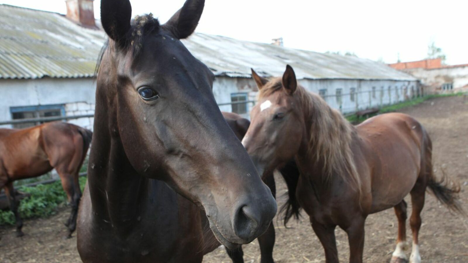 Олег Яровиков