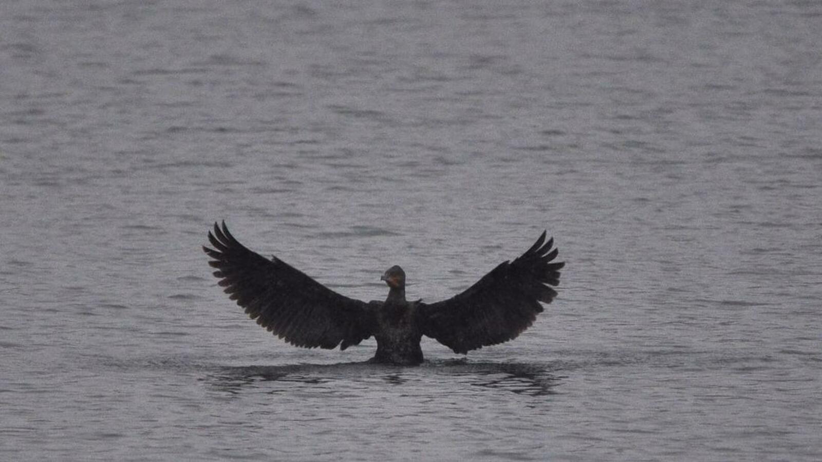 Анатолий Григорьев, Илья Фролов, группа «Наблюдатели природы Башкирии», ВК