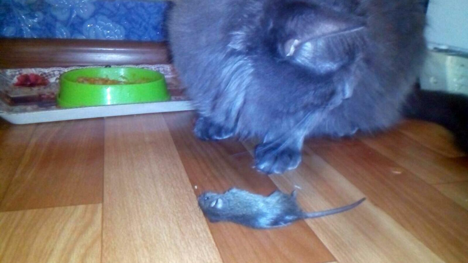 ИА «Башинформ»