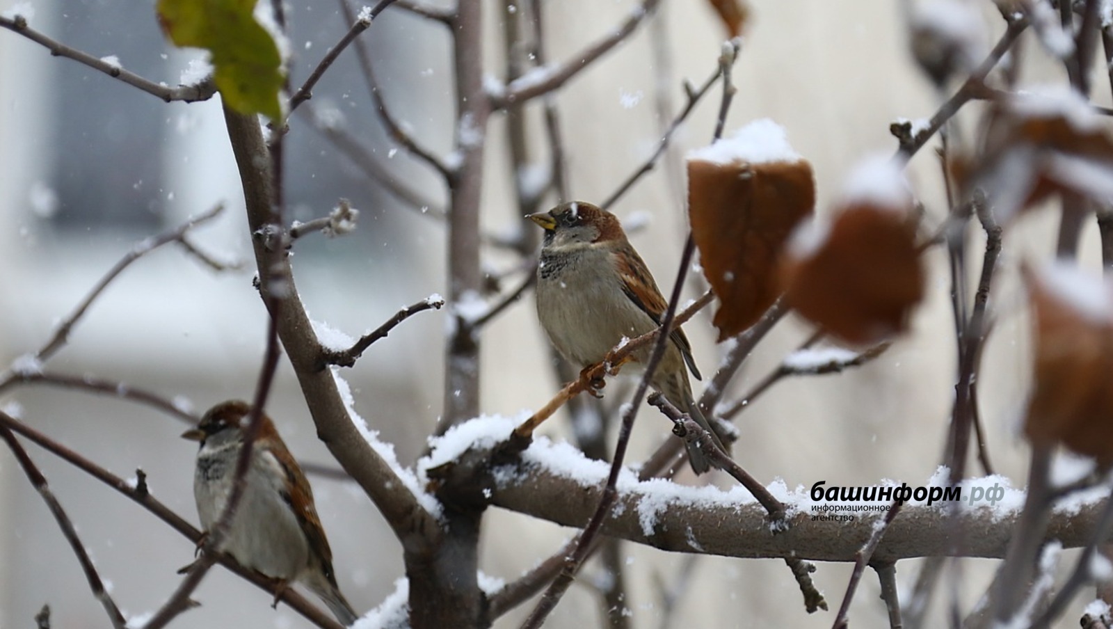 Валерий Шахов / «Башинформ» агентлығы архивы