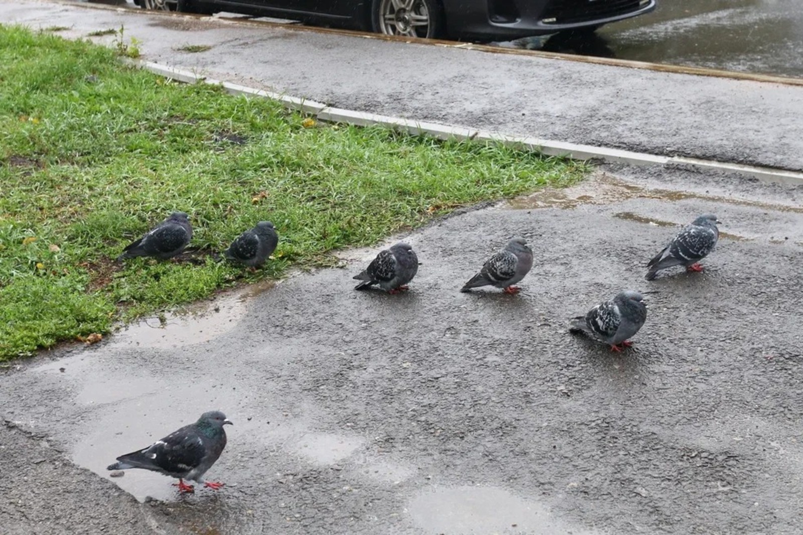 Валерий Шахов