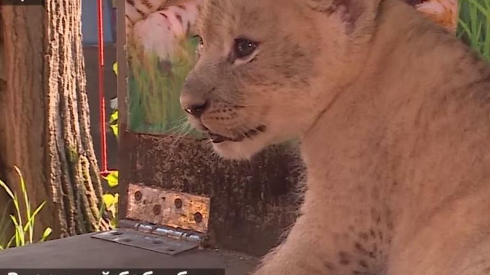 скриншот видео ГТРК Башкортостан