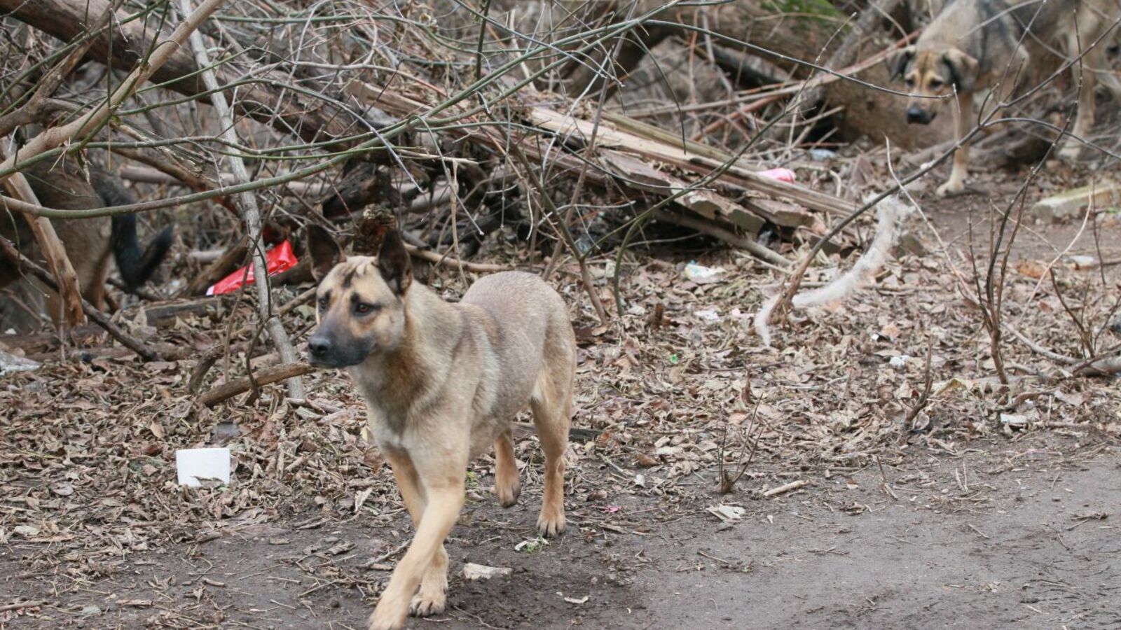 Олег Яровиков