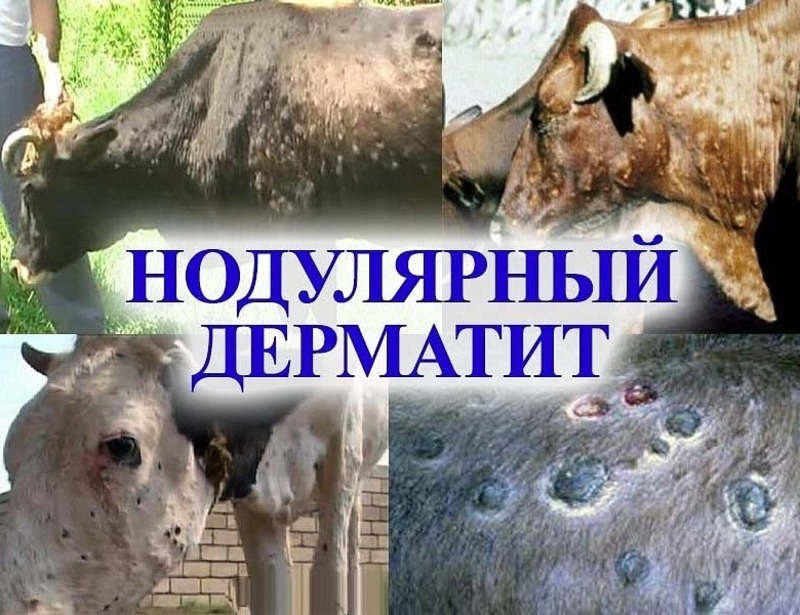 В Баймакском районе введен карантин из-за угрозы заболевания крупного рогатого скота