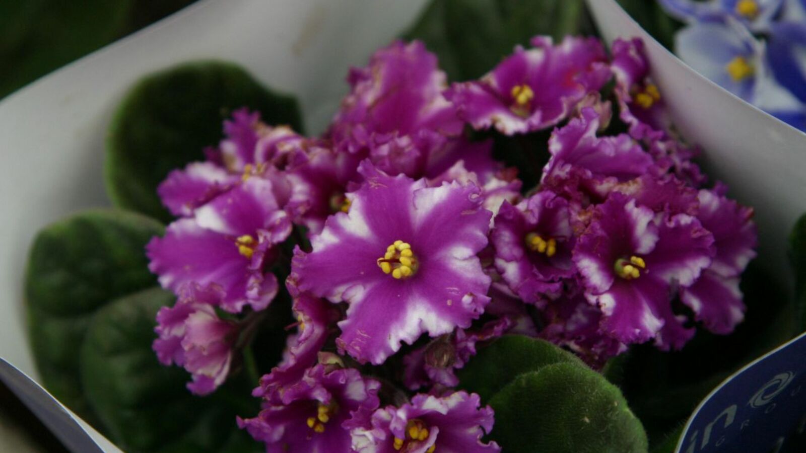 Андрей Старостин