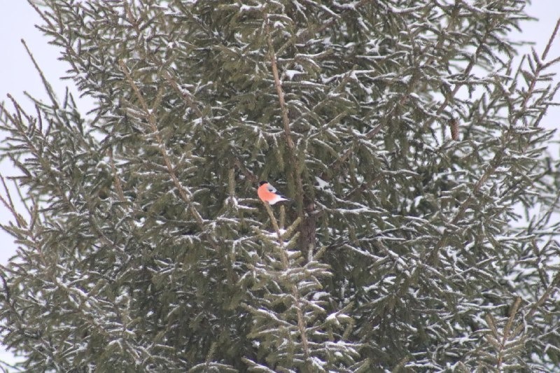 Нацпарк «Башкирия» ТГ-канал