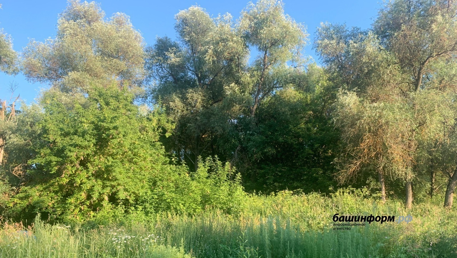 Галина Бахшиева
