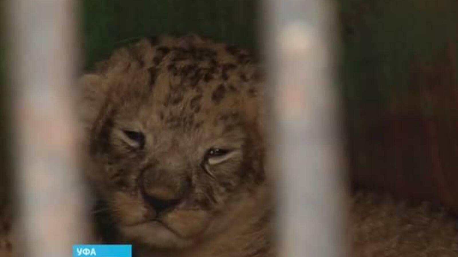 скриншот видео ГТРК «Башкортостан»