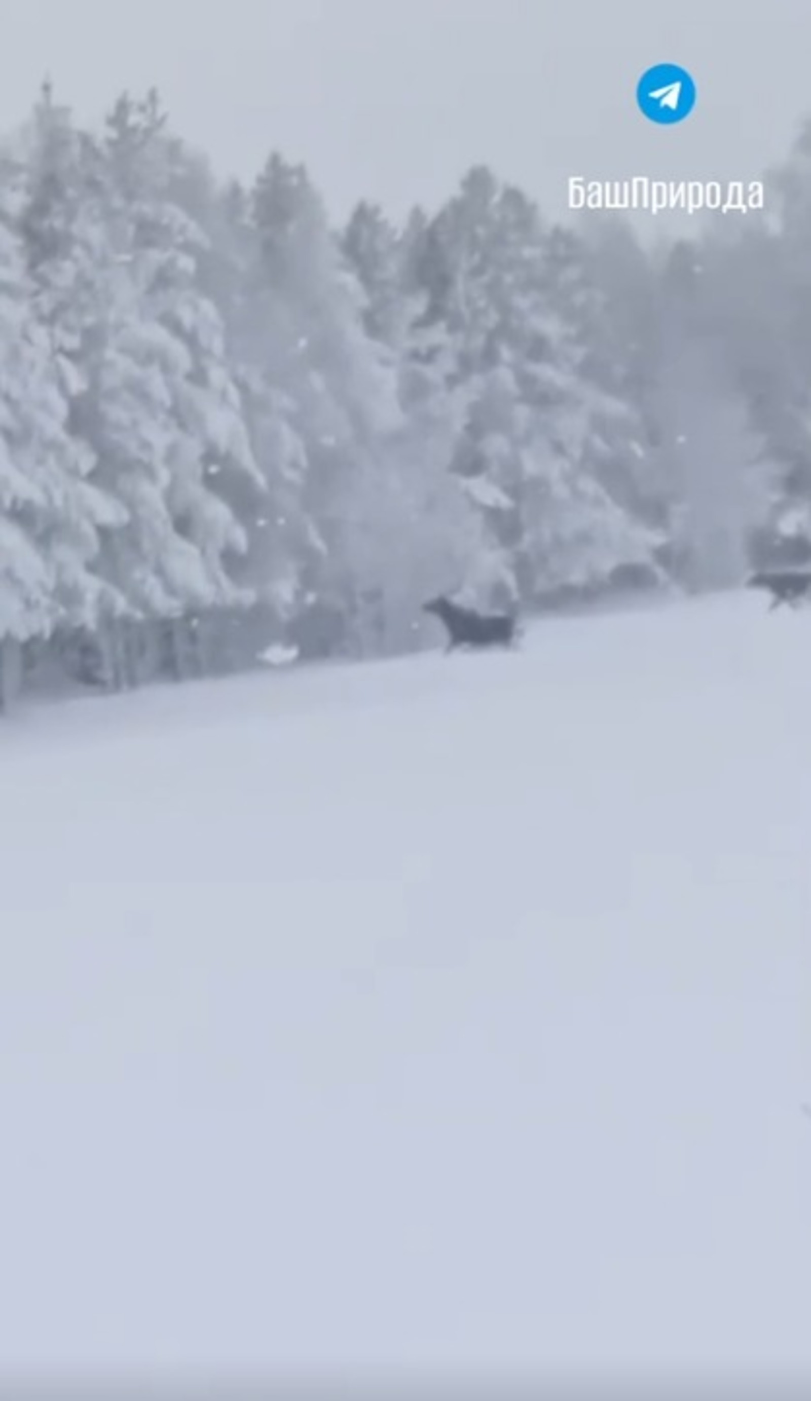 скриншот видео