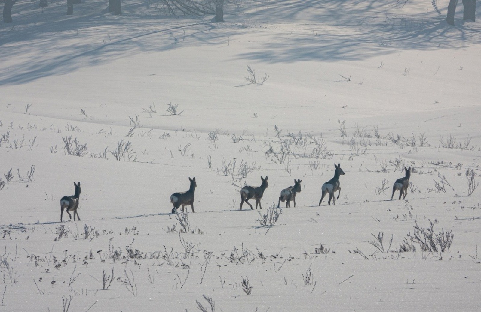 Рамиль Хамитов Дирекция нацпарка «Башкирия»
