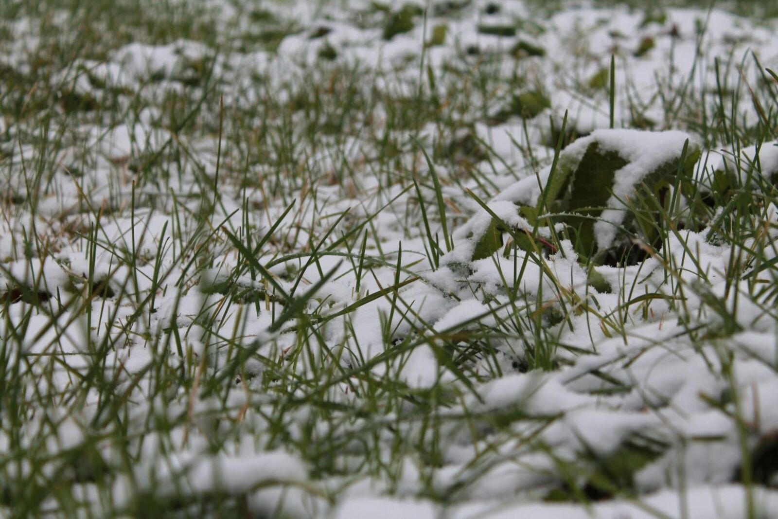 Первый снег. Фото Г.ВАЛИЕВОЙ.