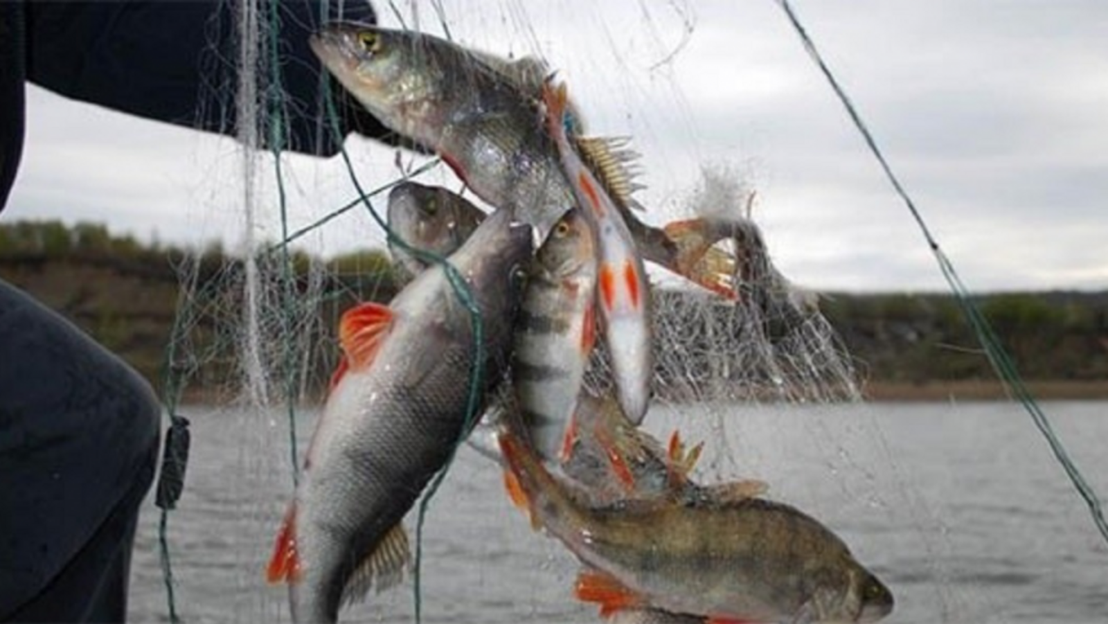 Минэкологии РБ