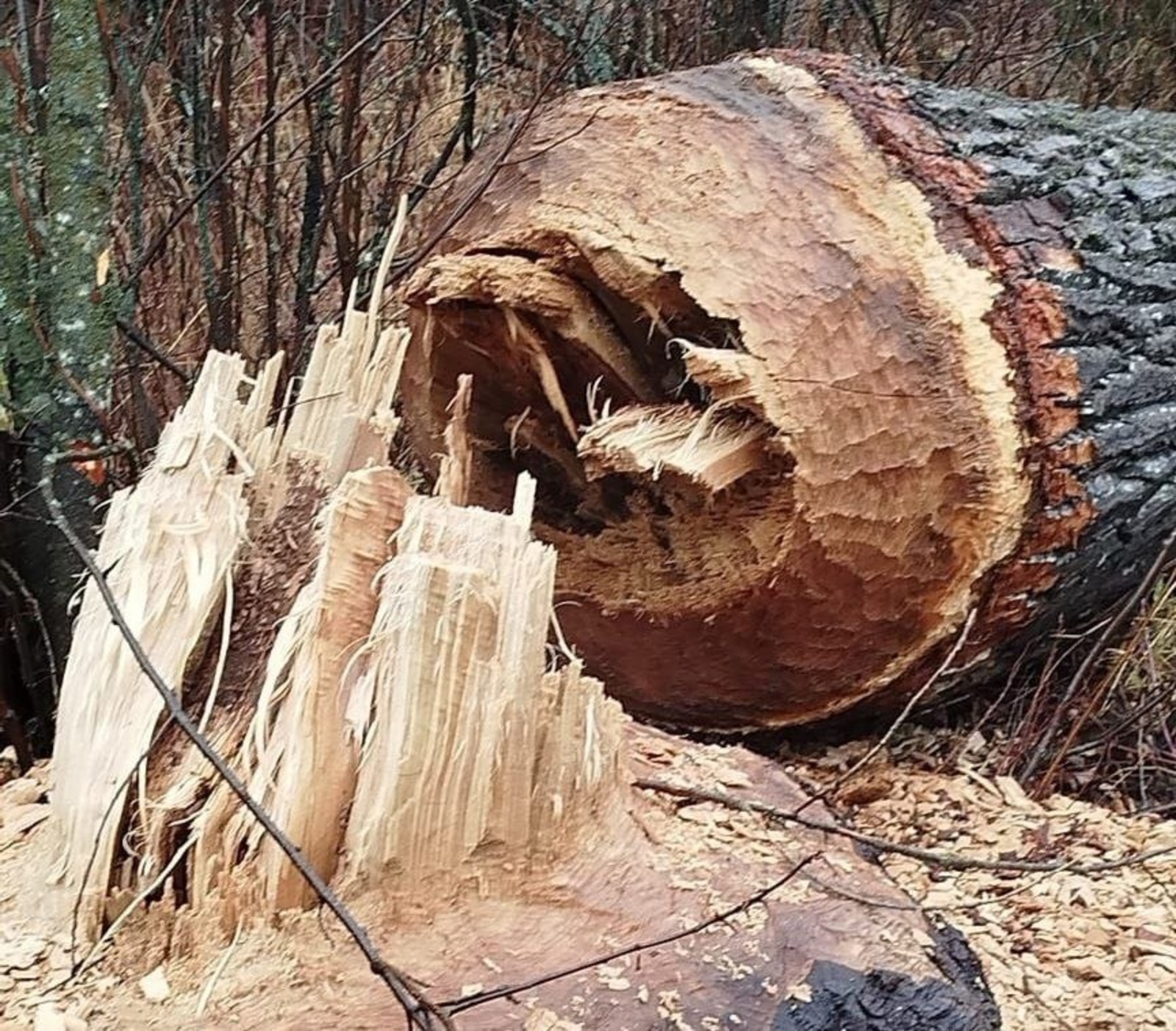 Юрий Нефедьев минэкологии РБ