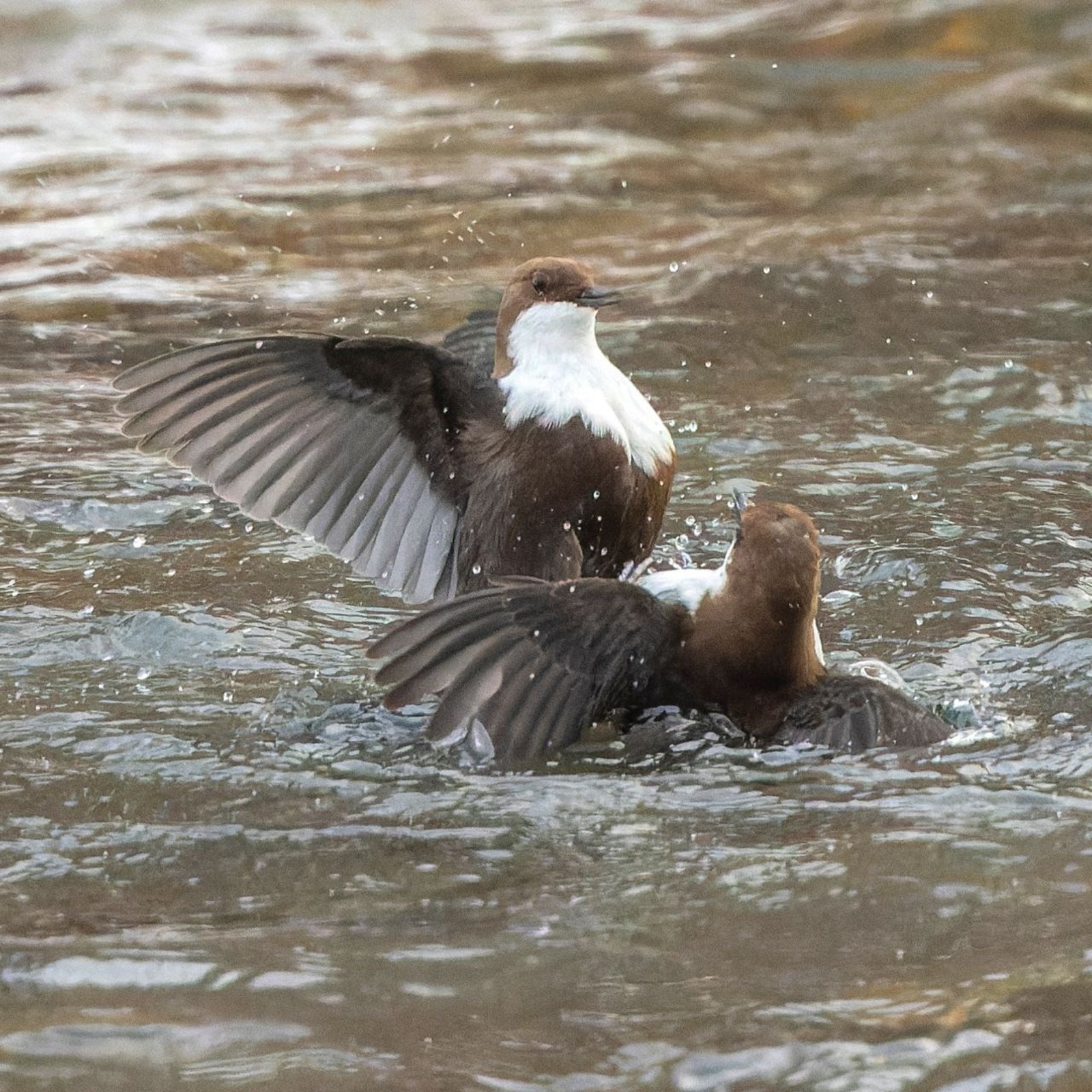 Рузиль Исмагилов минэкологии РБ