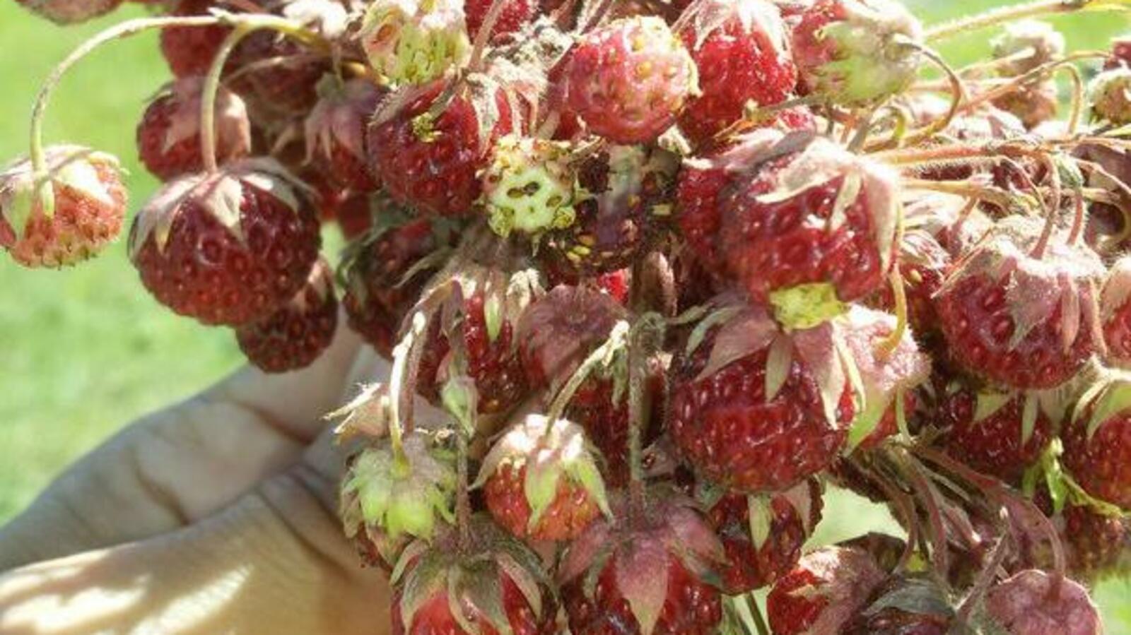 ИА «Башинформ»