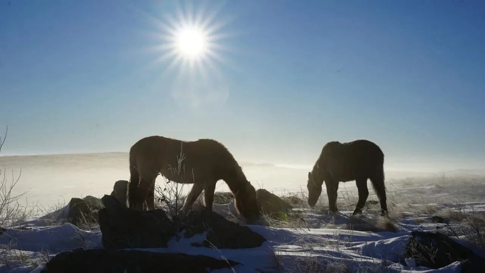 Радий Хабиров Официальный канал Главы Башкирии в MAX