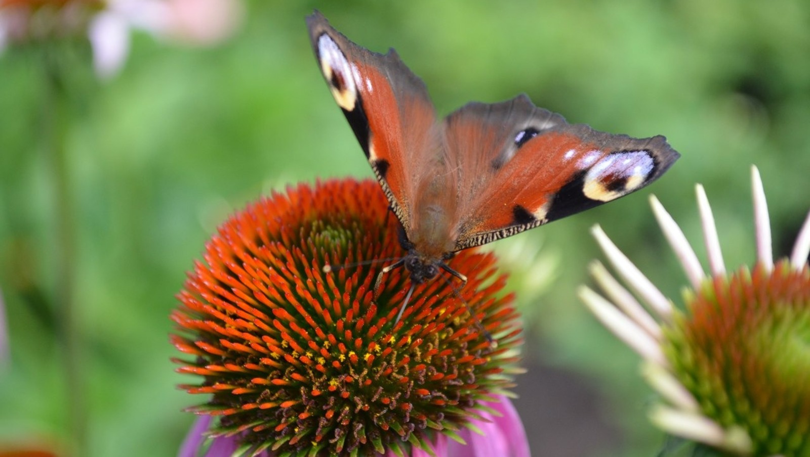 Ксения Калинина