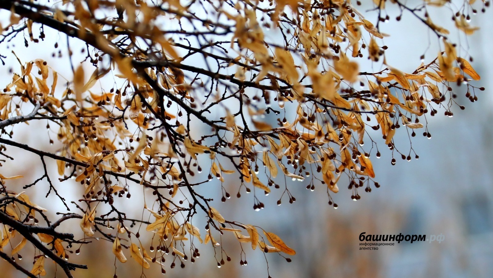 Валерий Шахов архив ИА «Башинформ»