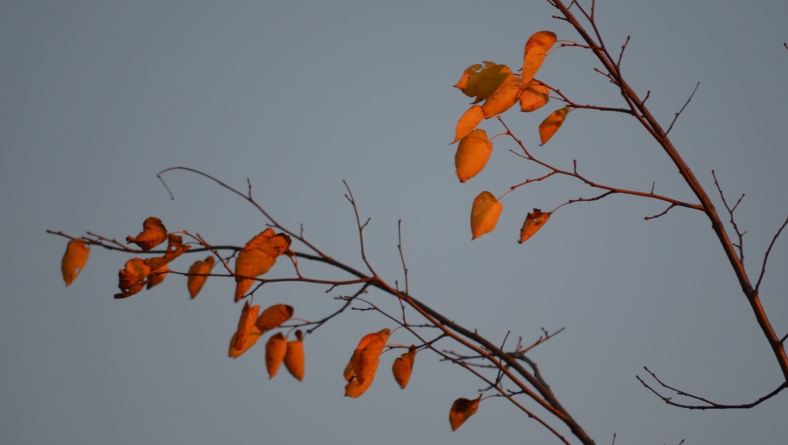 Ксения Калинина