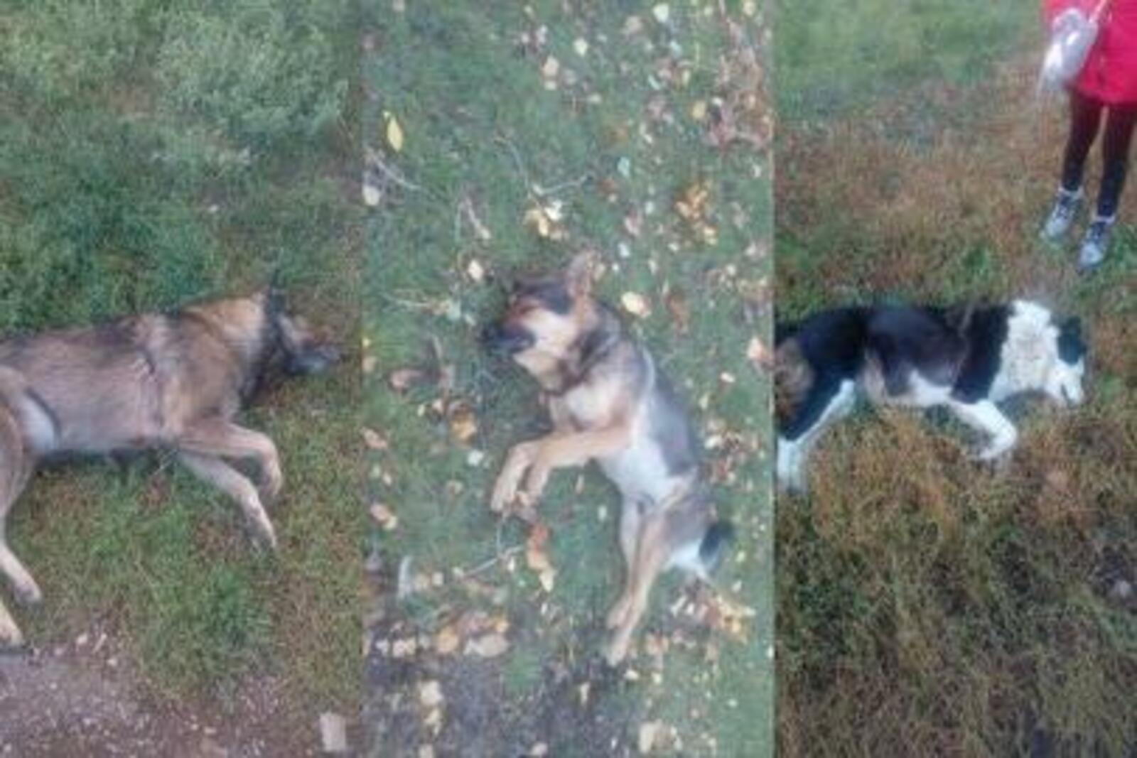 соцсети