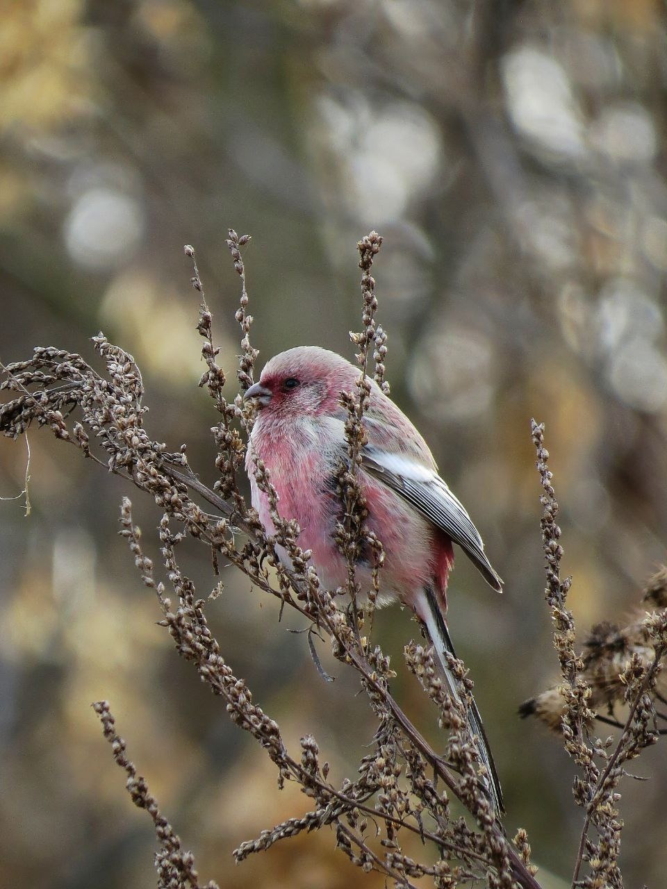 Гульнара Бикмухметова администрация Иглинского района