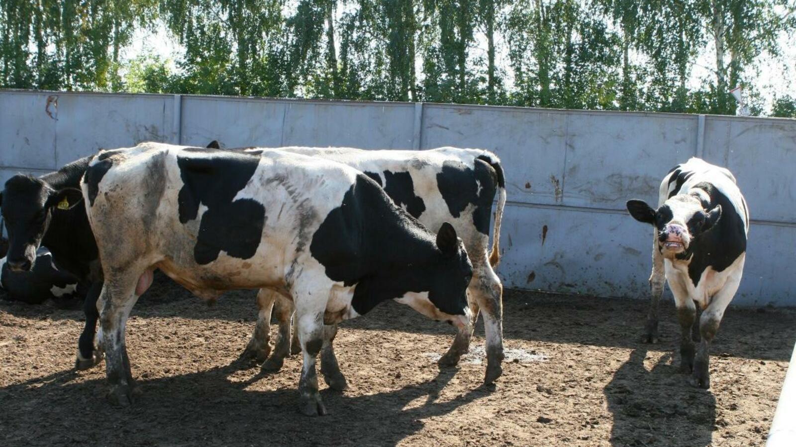 Андрей Старостин