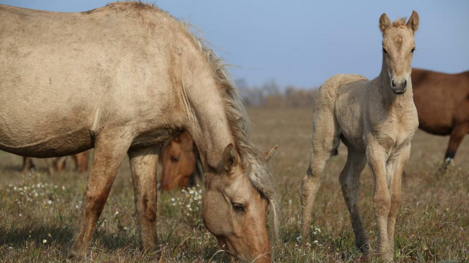 ИА «Башинформ»