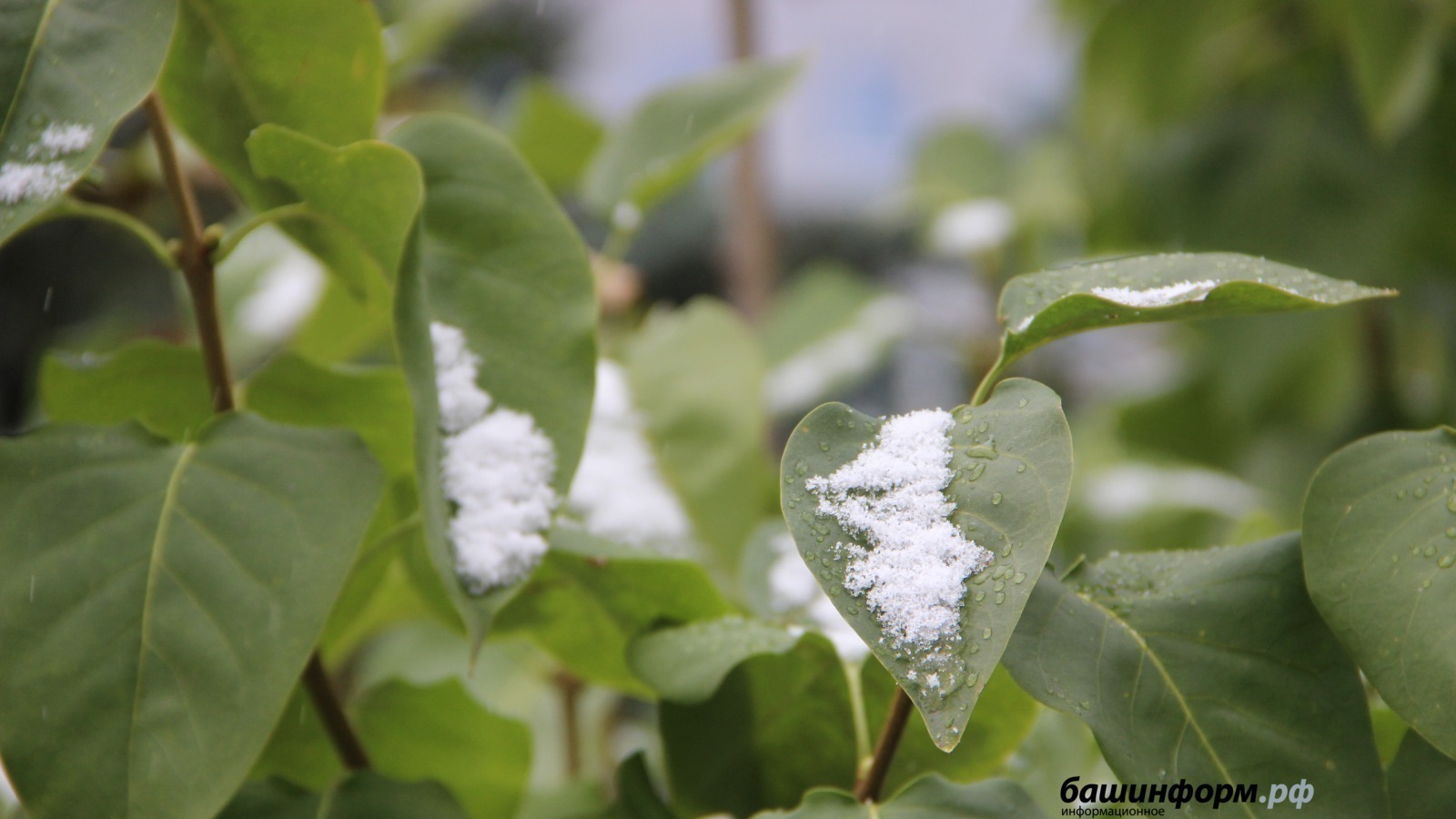 Ксения Калинина