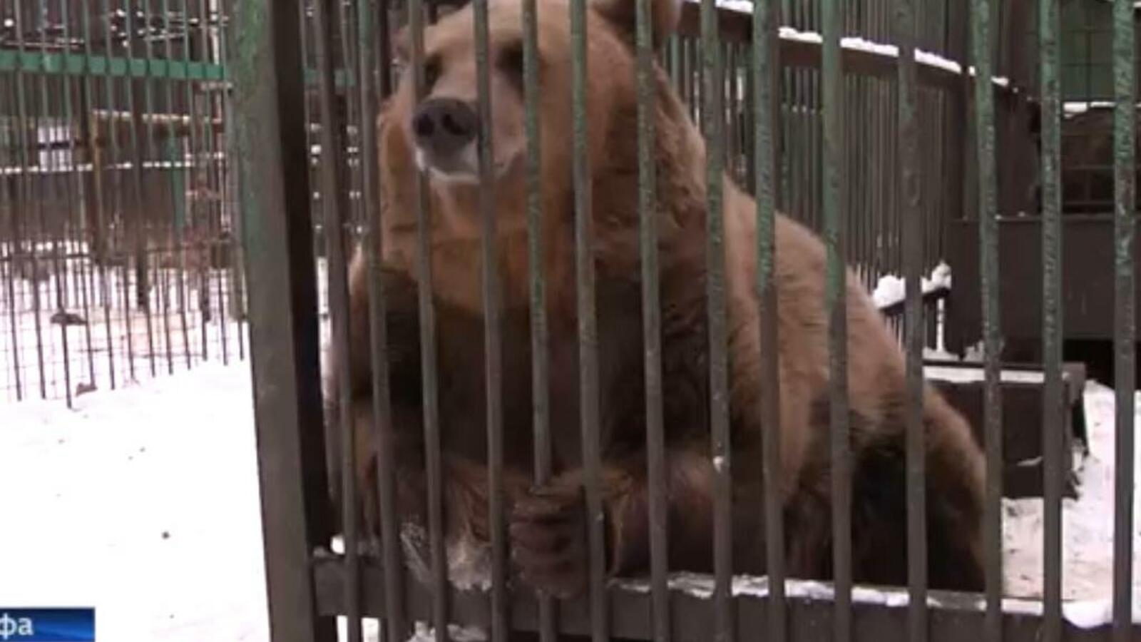 скриншот видео ГТРК «Башкортостан»