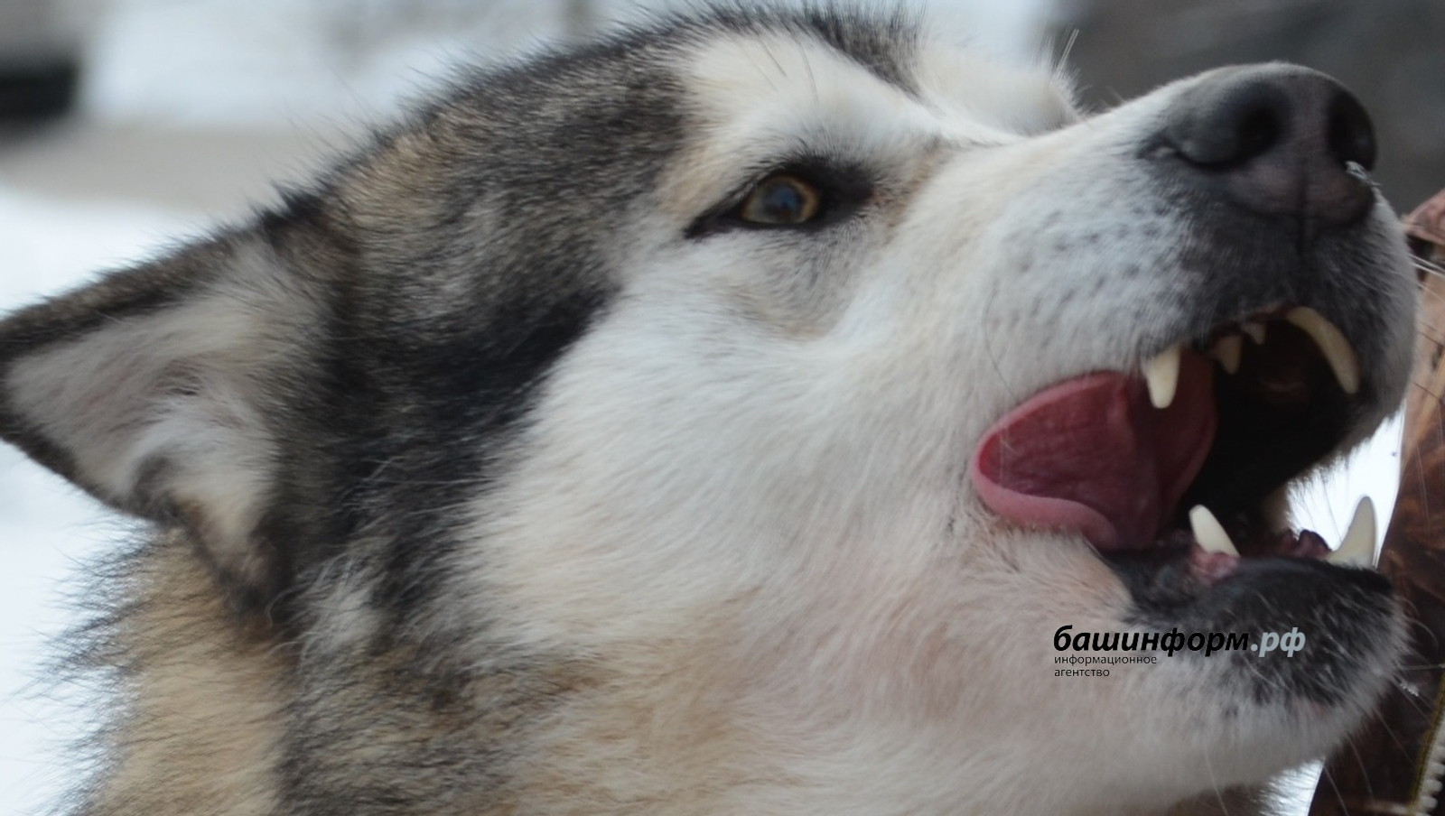 Ксения Калинина | «Башинформ» мәғлүмәт агентлығы