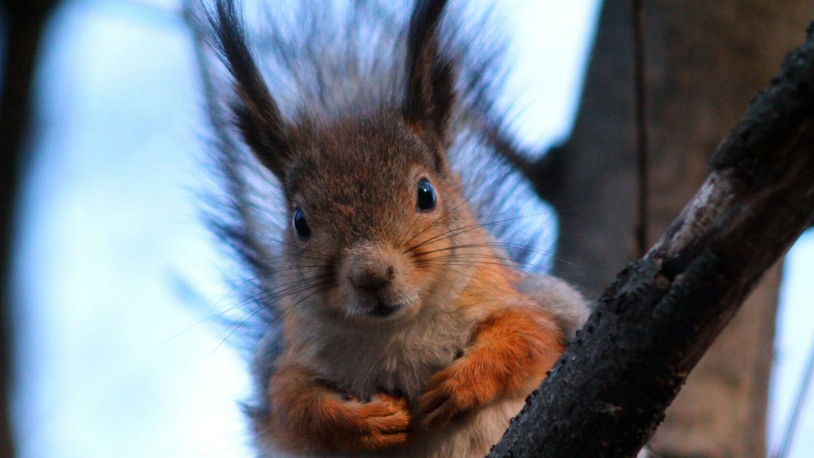 Станислав Шахов