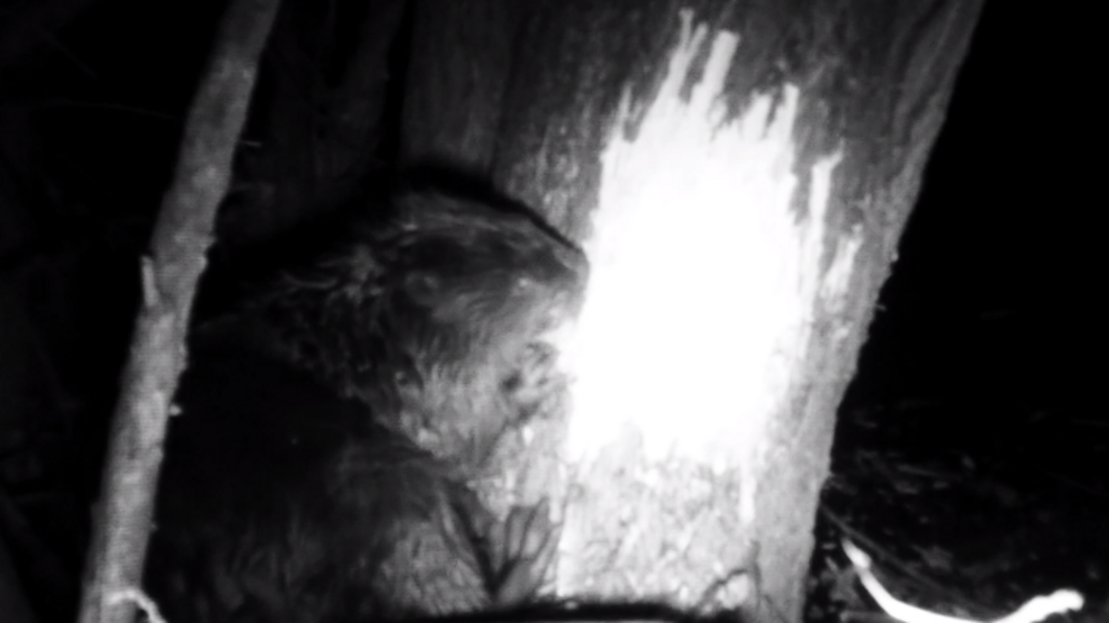 НП "Башкирия"