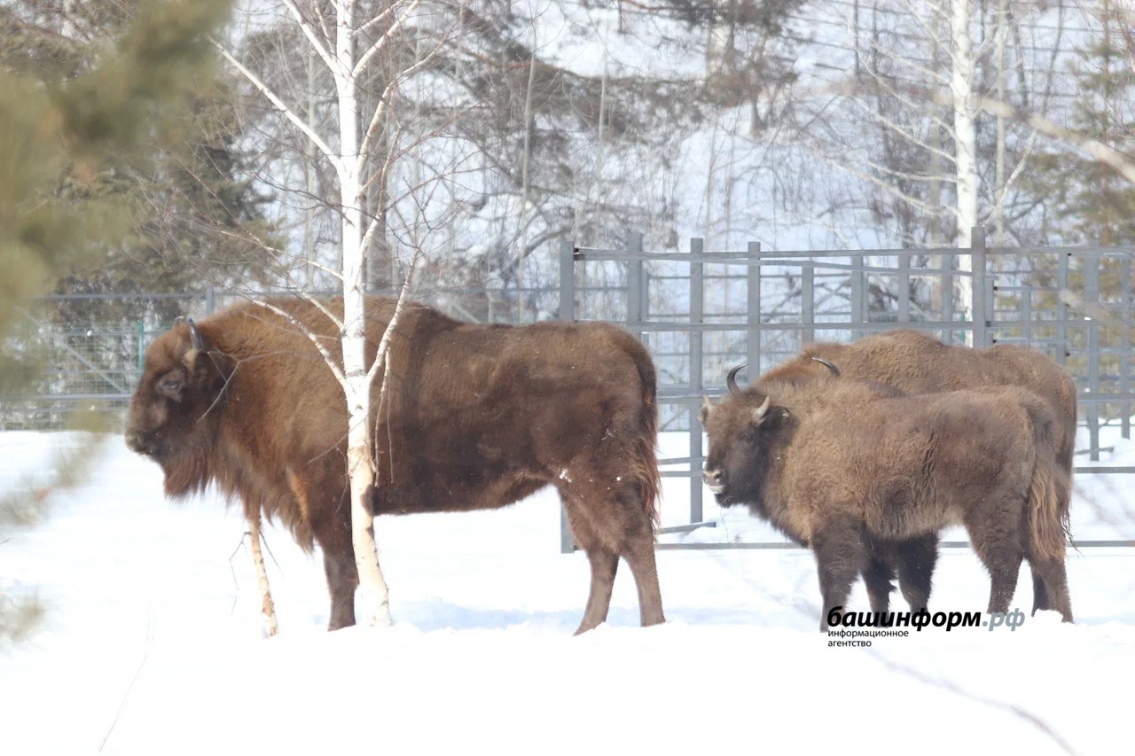 Станислав Шахов ИА «Башинформ»