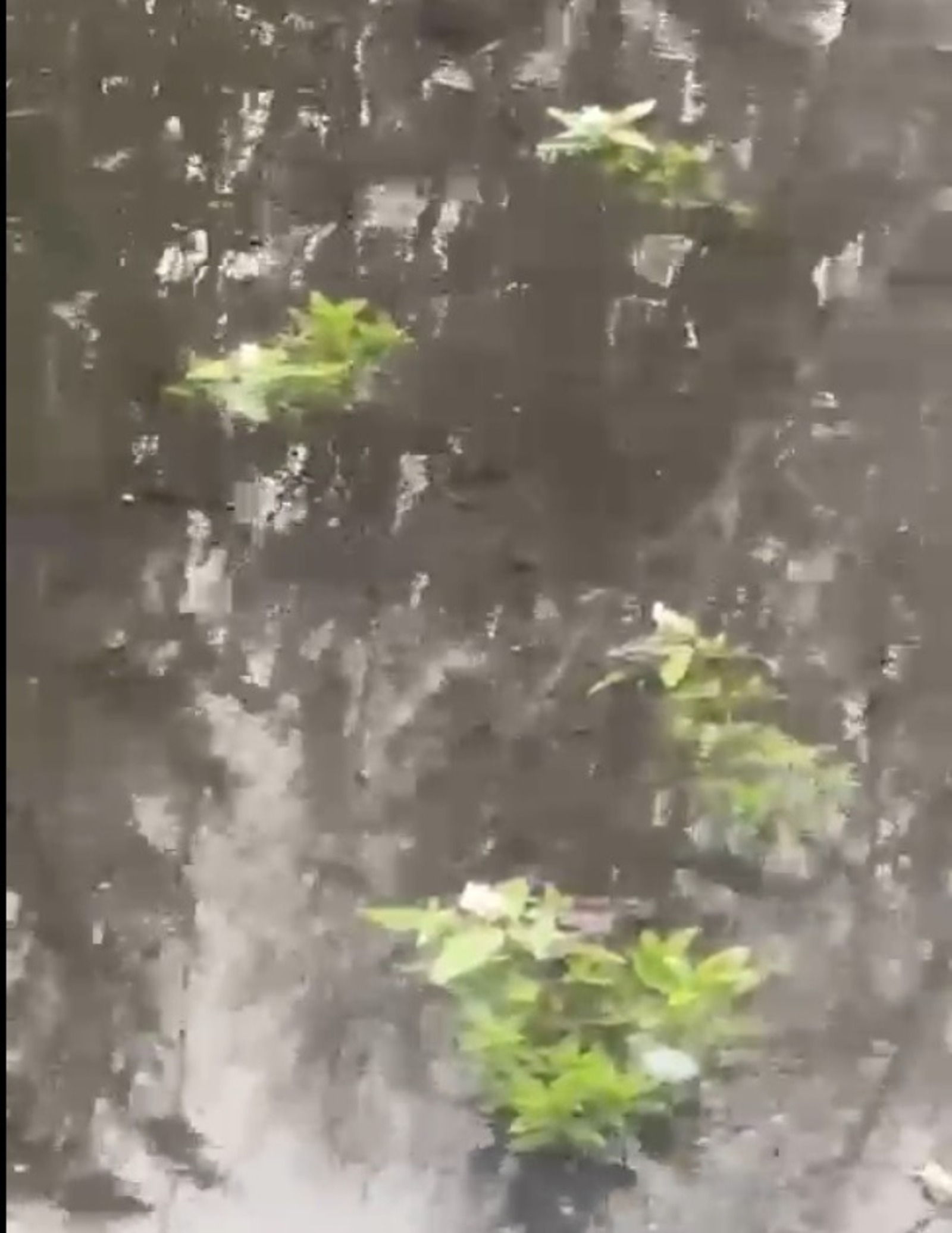 скрин видео