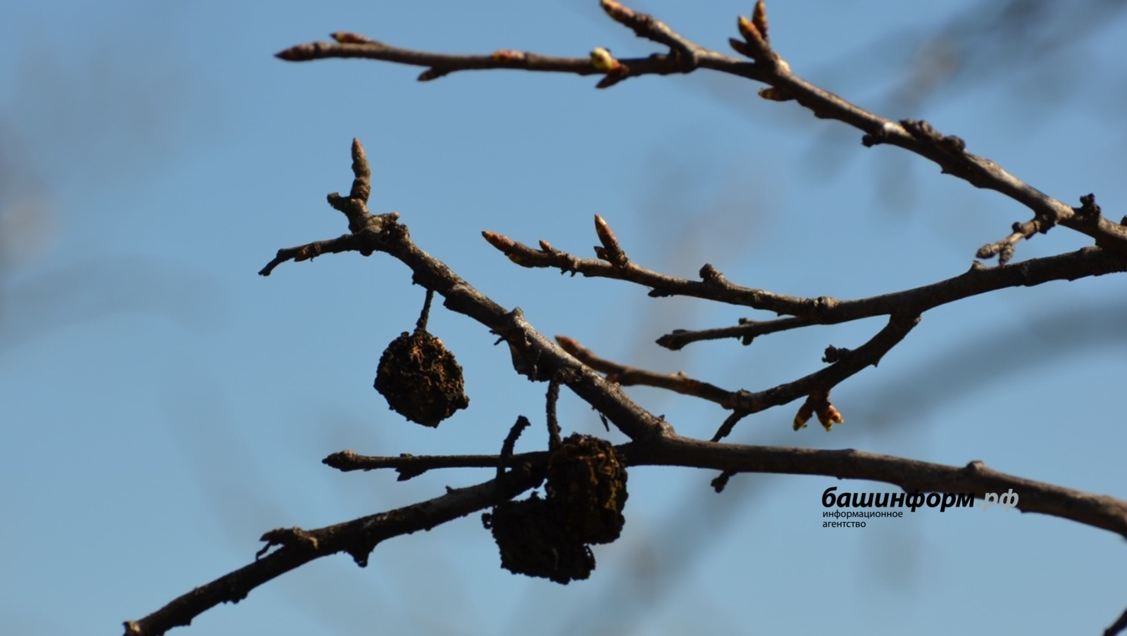 Ксения Калинина