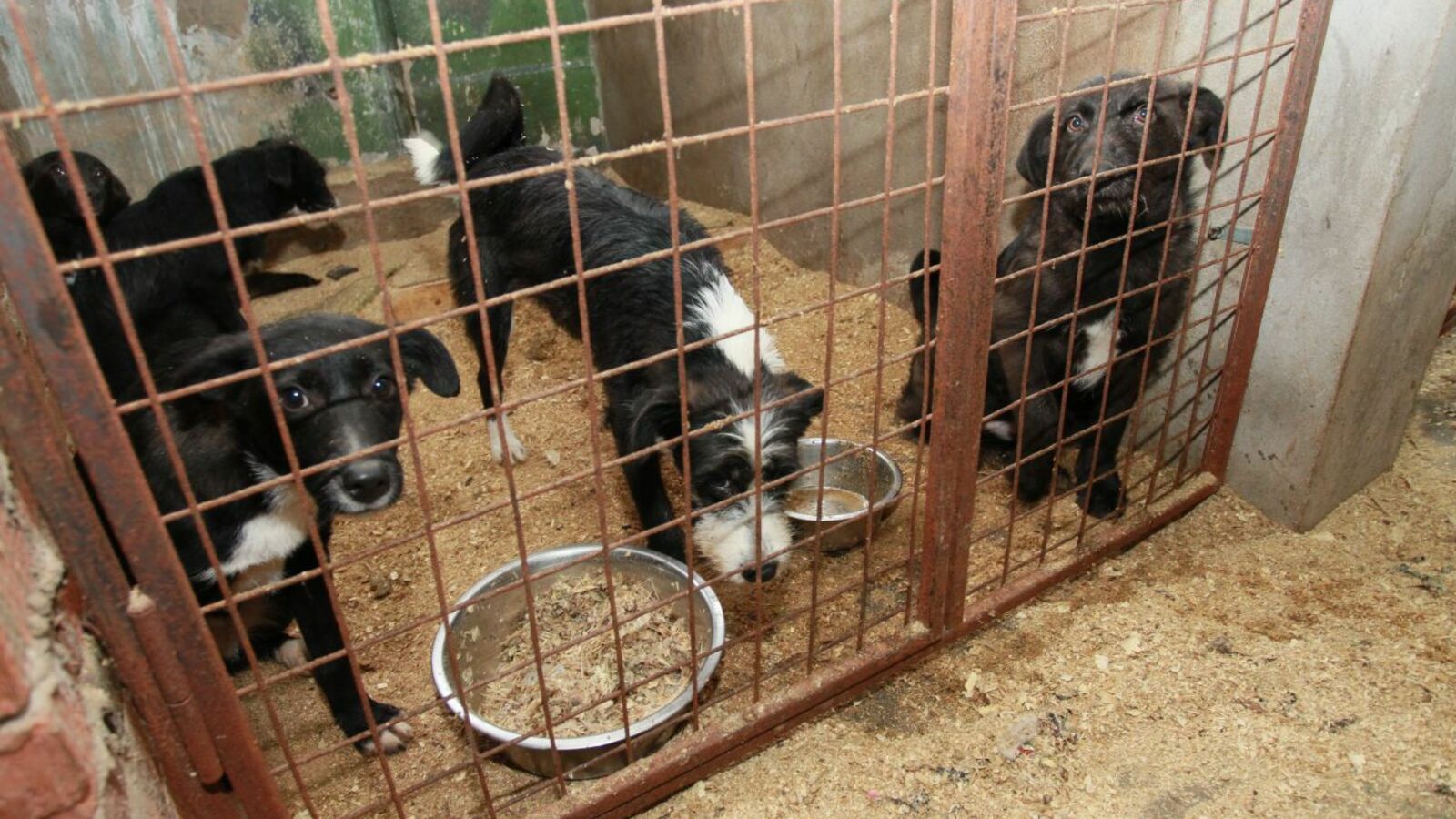 Олег Яровиков